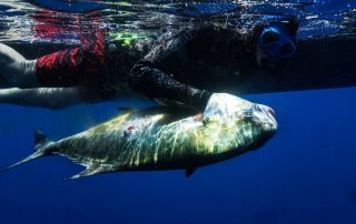 spearfishing charters islamorada